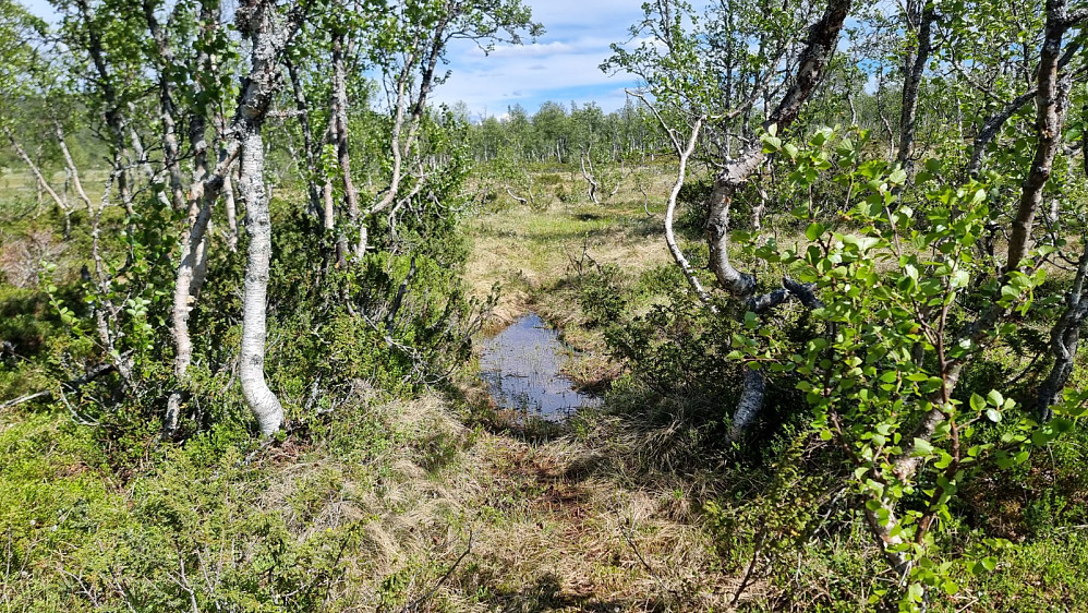 Jeg fulgte stien helt tilbake, og det var en tabbe, da den var kliss våt