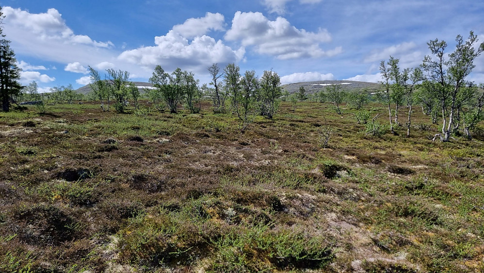 Stien gikk i feil retning og terrenget var flatt, så da tok jeg av mot fjellet