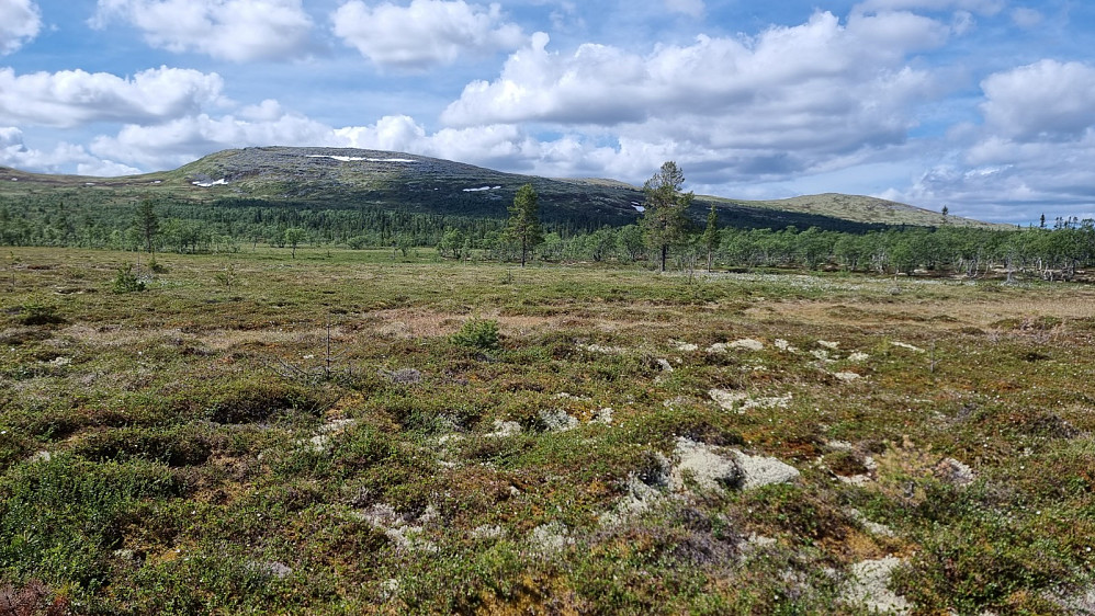 Det var imidlertid en stor myr som måtte krysses, og det var tungt å gå. Heldigvis fant jeg en sti etter at jeg hadde krysset myra