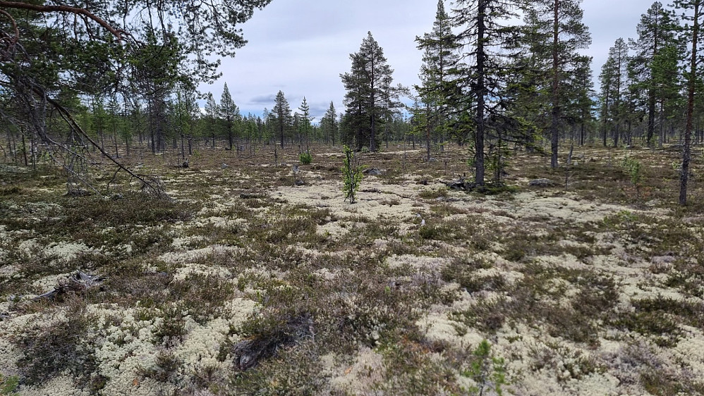 Ingen sti med det var fin skogbunn å gå på