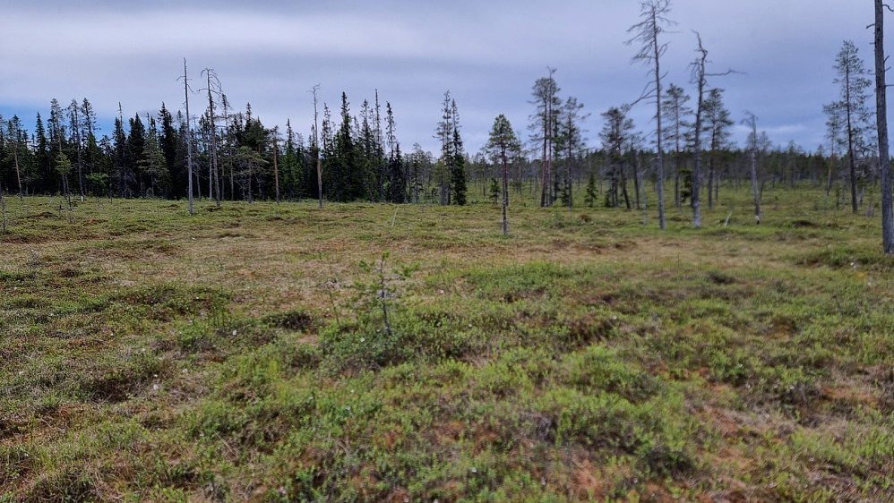 Imidlertid var det tungt å gå ovrer myrene. På returen valgte jeg å gå en annen rute for å slippe disse.