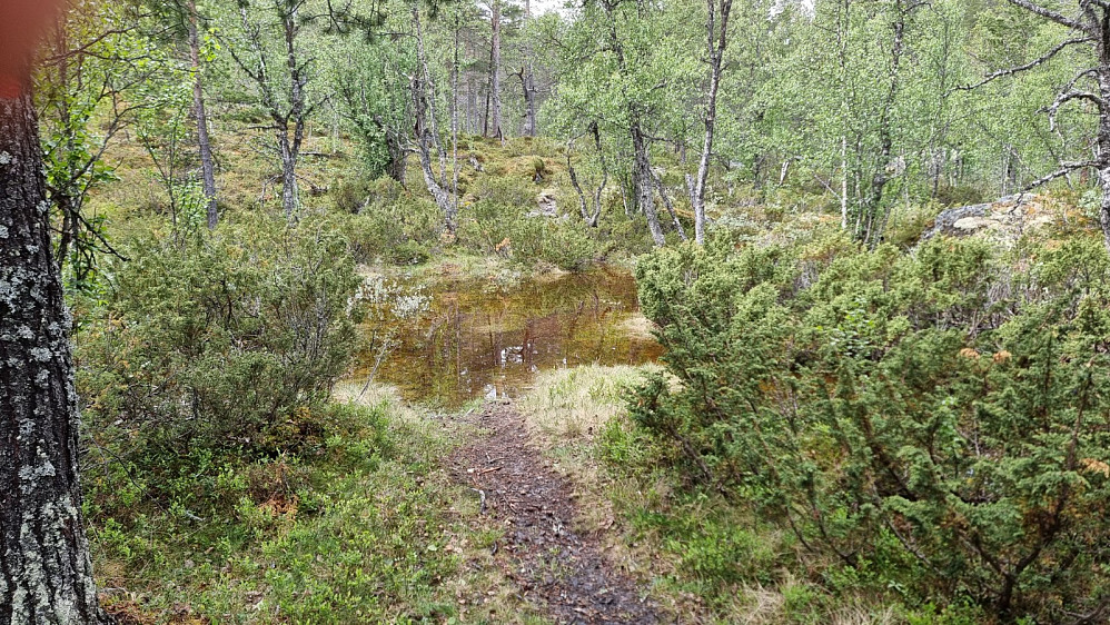 Her ble det for vått og dypt til at jeg kunne komme tørrskodd over med sykkelen. Stien var dessuten heller ikke særlig egnet for sykkel fra her, så den ble satt igjen