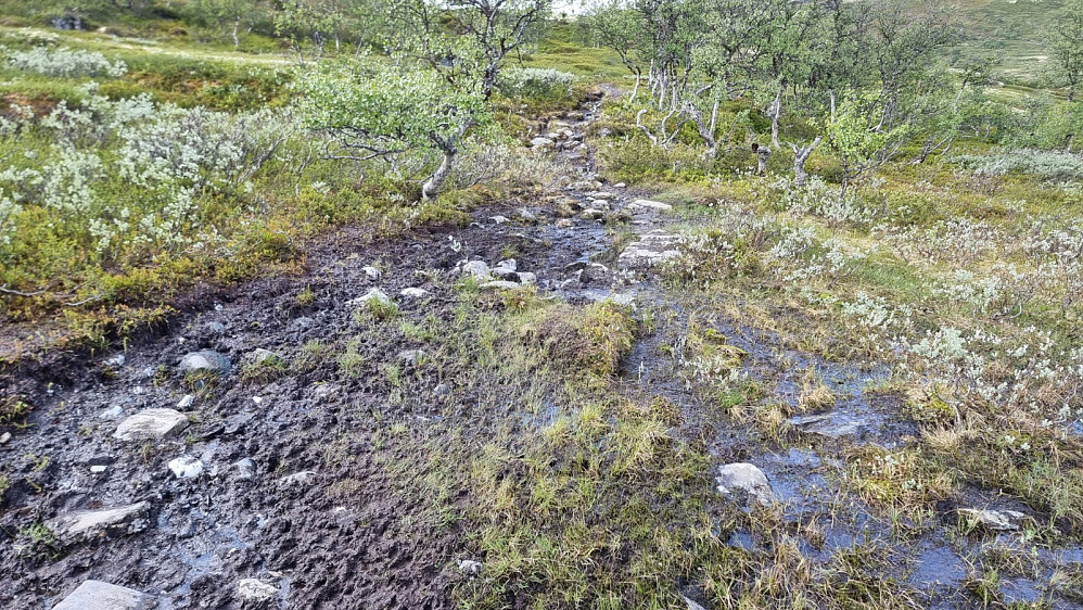 Det ble mye omveier rundt de våteste partiene av stien