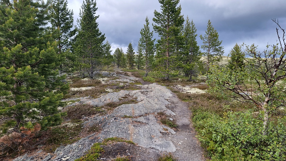 Opp skogen var det flotte sykkel forhold