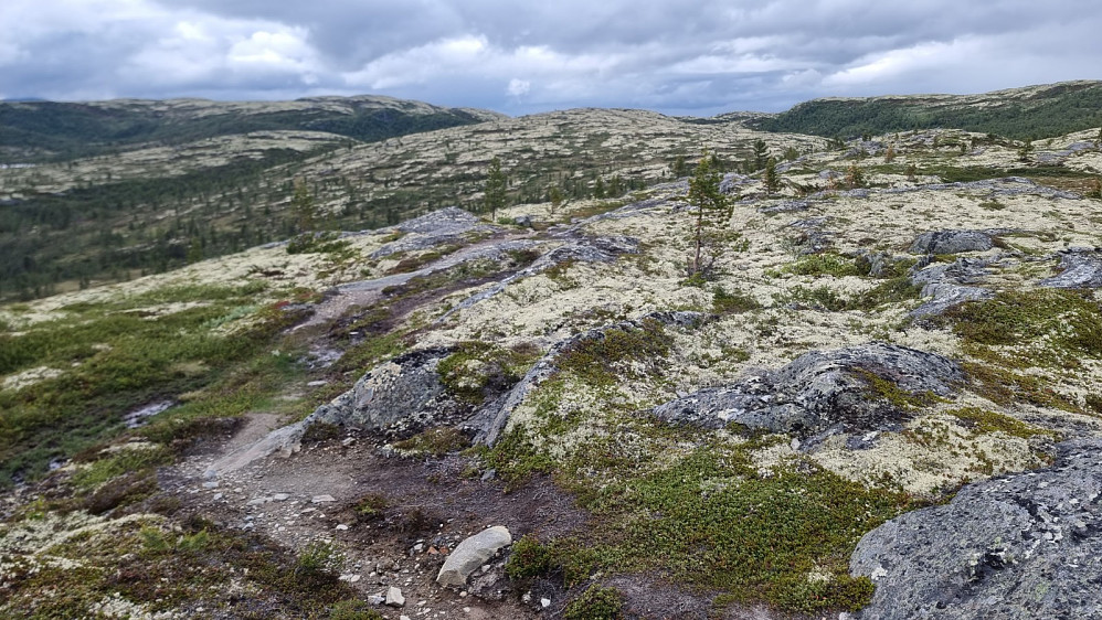 Oppe på fjellet var det meget artig å sykle på variert sti