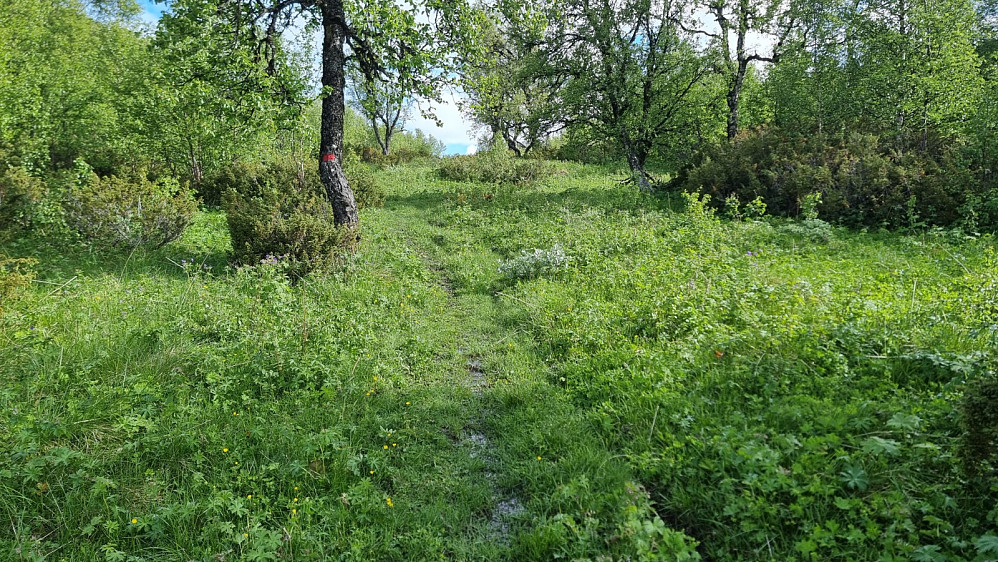 Våt gressmark i starten og våt myr lengre opp