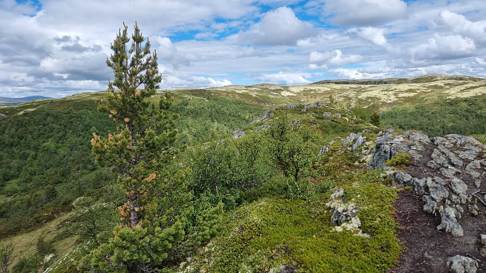 Oppe på neste lille topp tok jeg et bilde tilbake mot Kvanntjønnfjellet, som ikke ruget spesielt høyt