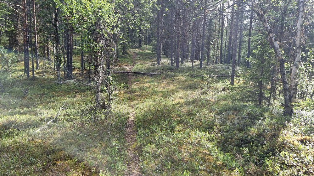 Jeg tok sykkelen bort til der stien startet og kunne sykle fin sti i starten, men som ble mer og mer utydelig jo høyere opp jeg kom