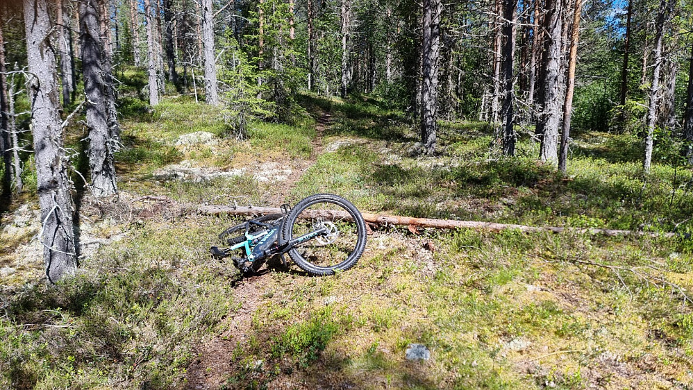 På tur ned igjen fikk jeg ikke med bakhjulet over denne stokken, og det ble en velt