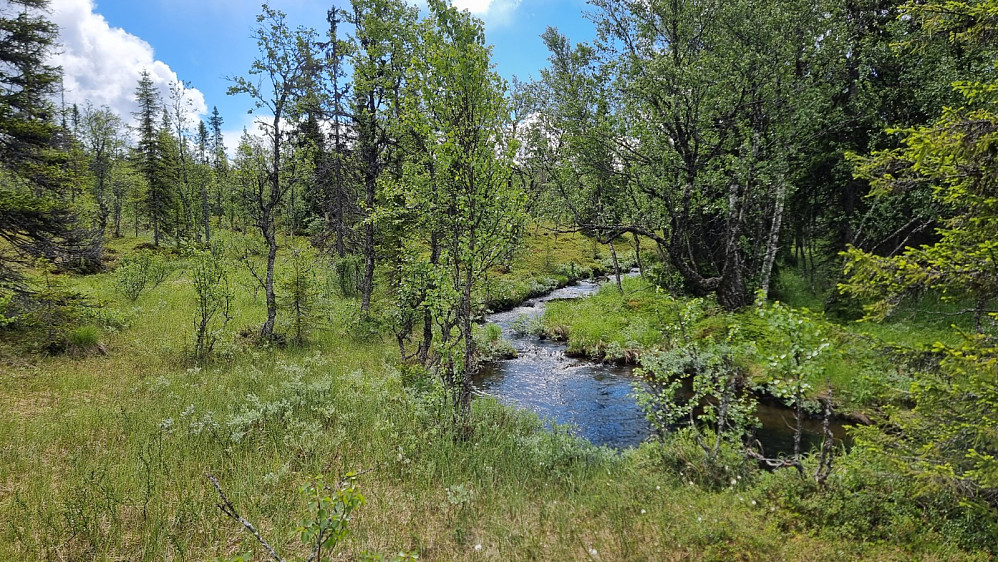 Sykkelen ble parkert og resten gikk til fots. Idyll i skogen her med sakte flytende bekk