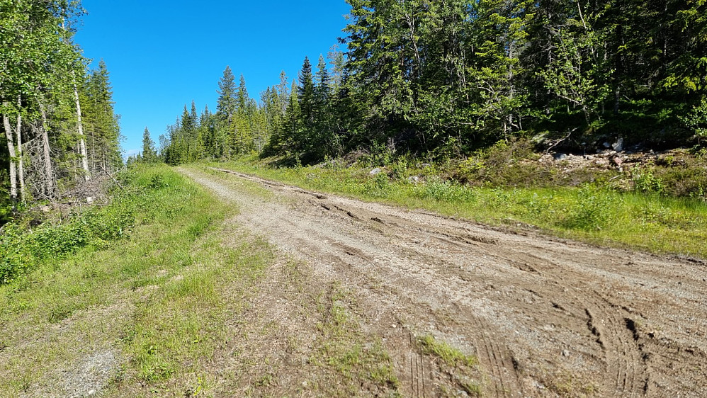 Jeg våknet til skyfri himmel i dag og startet rett opp skogen her