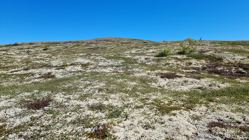 Etter en varm tur opp skogen kom jeg opp til en frisk vind oppe på fjellet