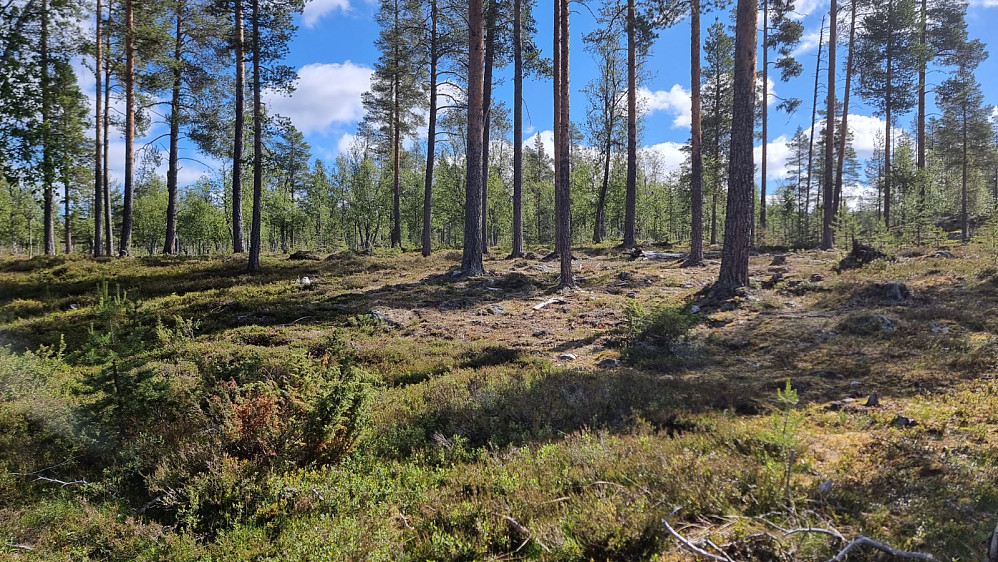 Litt variert i skogen men lett å gå