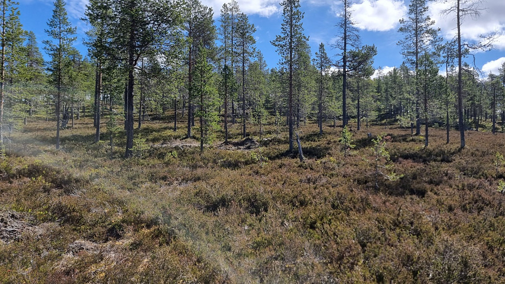 Det var skog hele veien opp