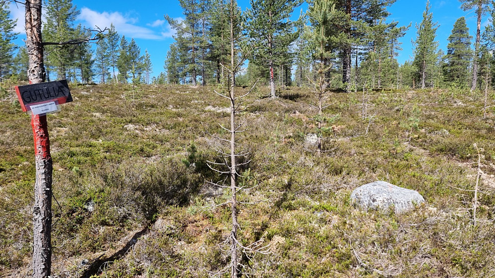 Det lovet bra med skilt og fin sti, men stien ble etter hvert utydelig og gikk i feil retning i forhold til Jyltingsvola, så da bar det opp skogen i eget råk