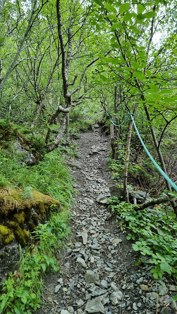 Et bratt parti opp skogen var sikret med tau