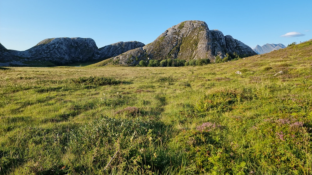 På kartet stod det at det gikk en sti over heia her, men den fant jeg ikke