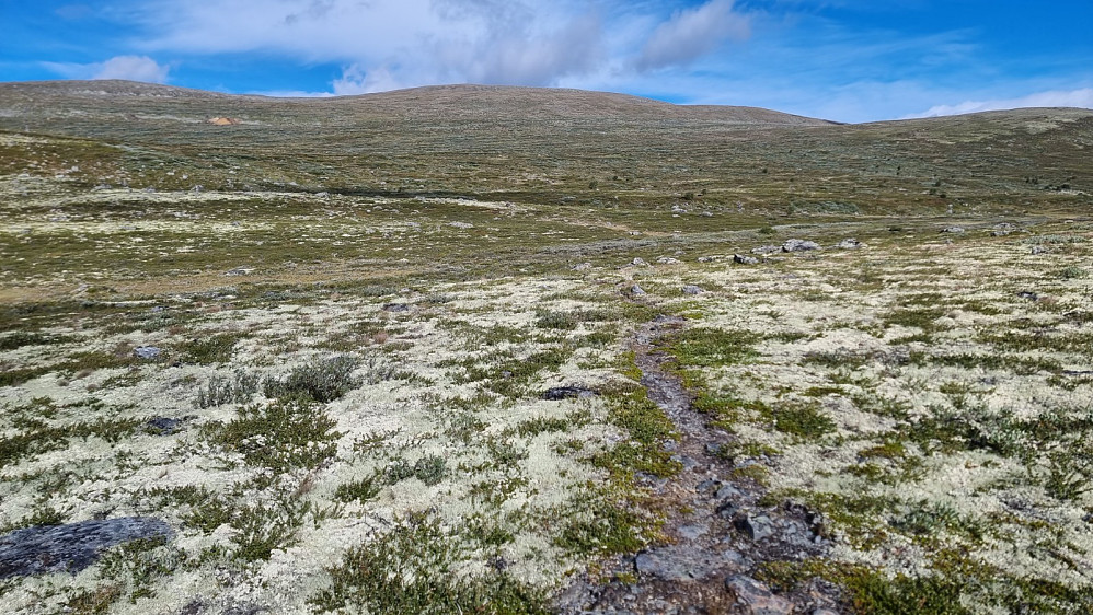 Men det var diverse sauetråkk å følge, men opp fjellsiden ble det mye myr og kratt