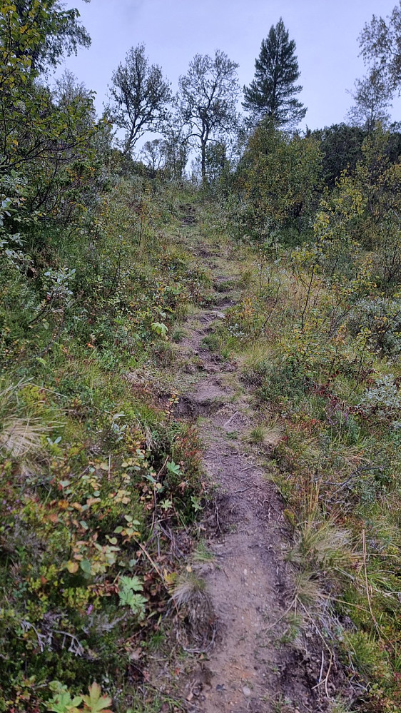 Det var nesten en trapp i form av trinn i torva opp her