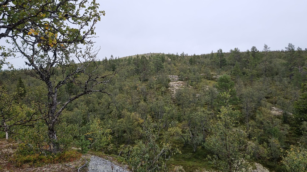 Fra en klippe i skogen fikk jeg fri sikt opp mot toppen, hvor en ørn passerte i bedagelig flukt