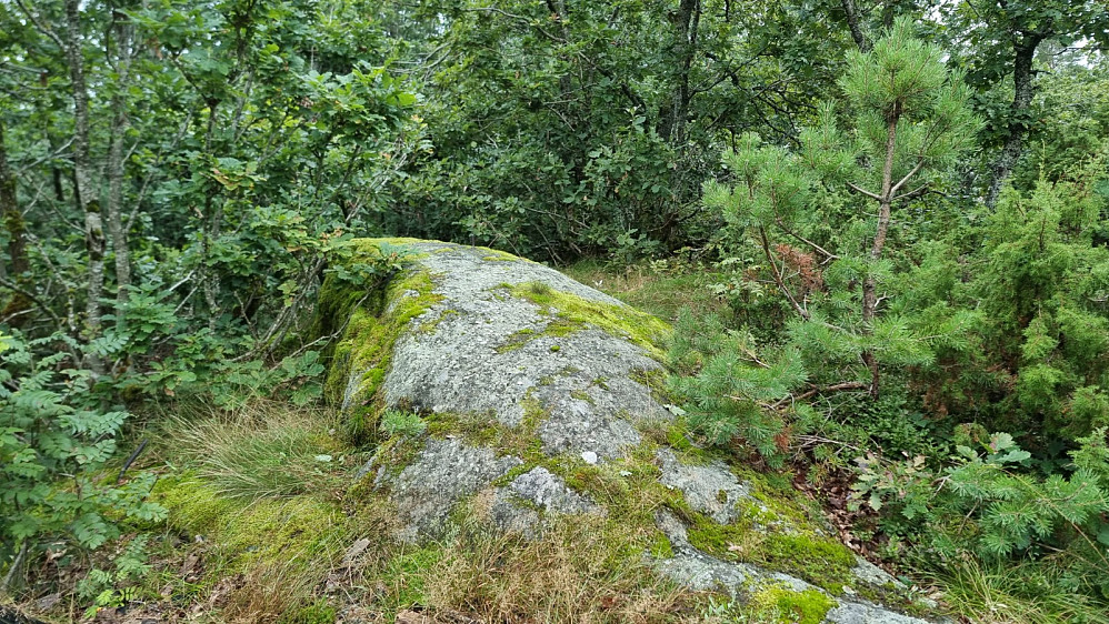 Høyetse punkt på Takseråsen