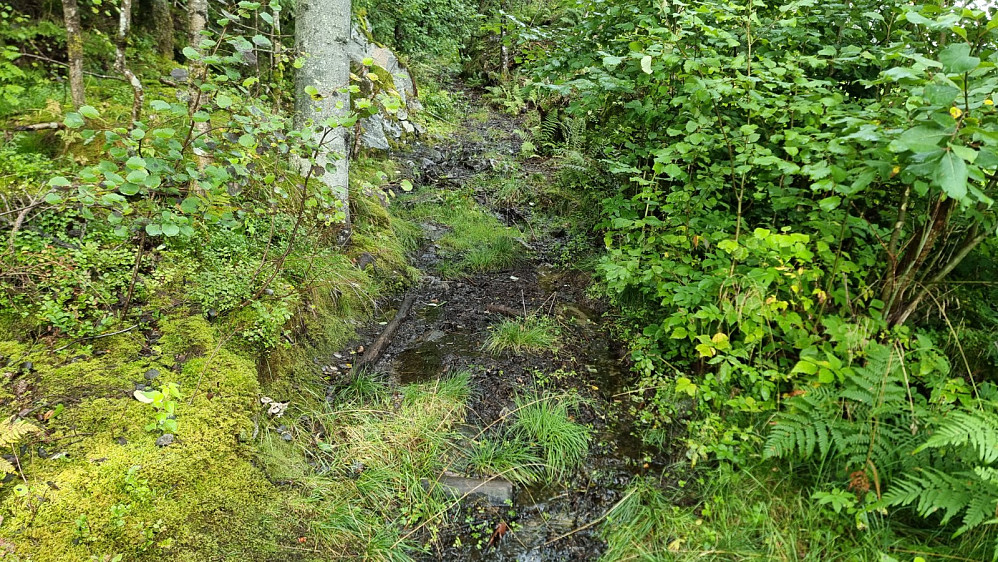 Turen startet med gjørmebad opp den kliss våte skogen