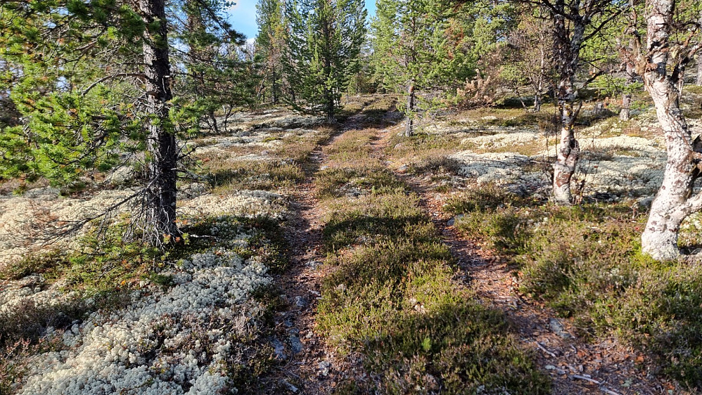 Etter å ha syklet inn hytteveien, fortsatte jeg i et traktorspor videre innover