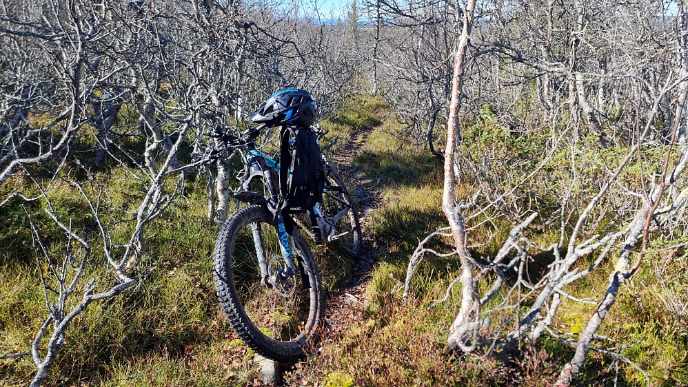 Da bar det fra Snauskalen og ned mot Storlia, Skogen var tett i starten opp ryggen, så jeg satte igjen sykkelen