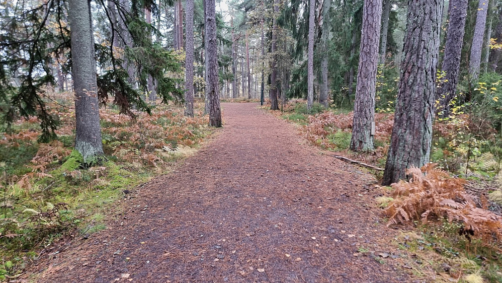 Fine stier i Maribergsskogen