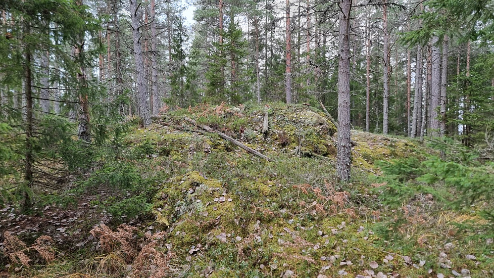 Høyeste punkt på Gåsebrenna. Null utsikt.