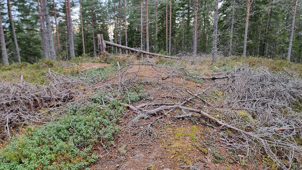 Høyeste punkt på Lembruheia. Ikke mye til topp dette....
