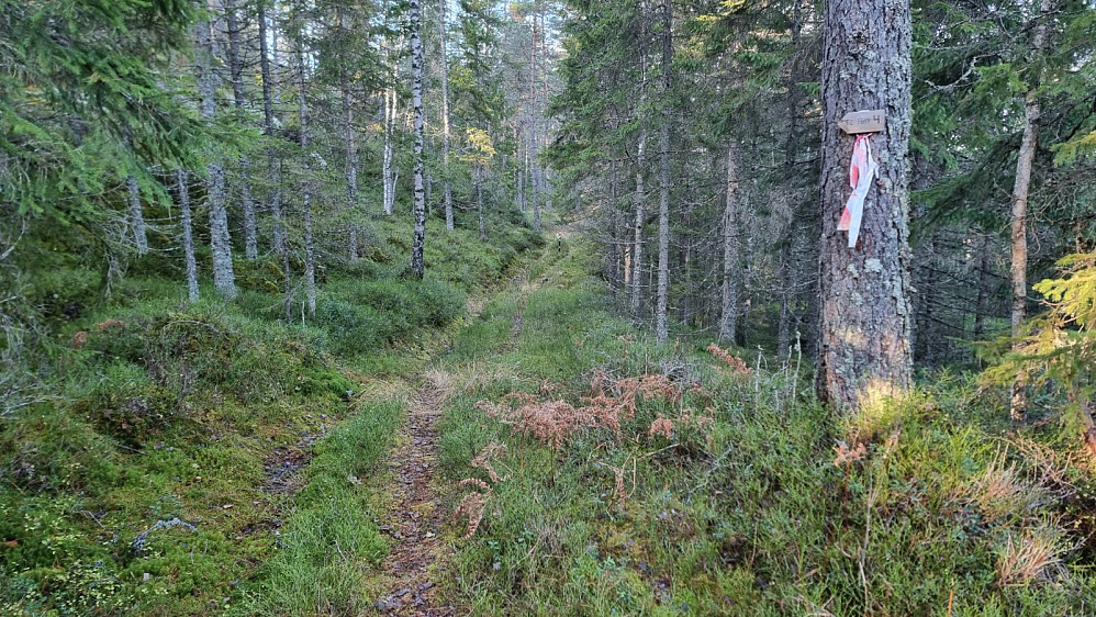 Fin sykkelsti helt opp