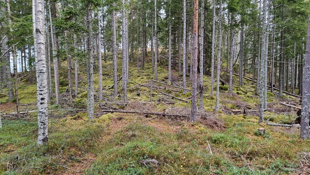 Ingen sti opp mot toppen