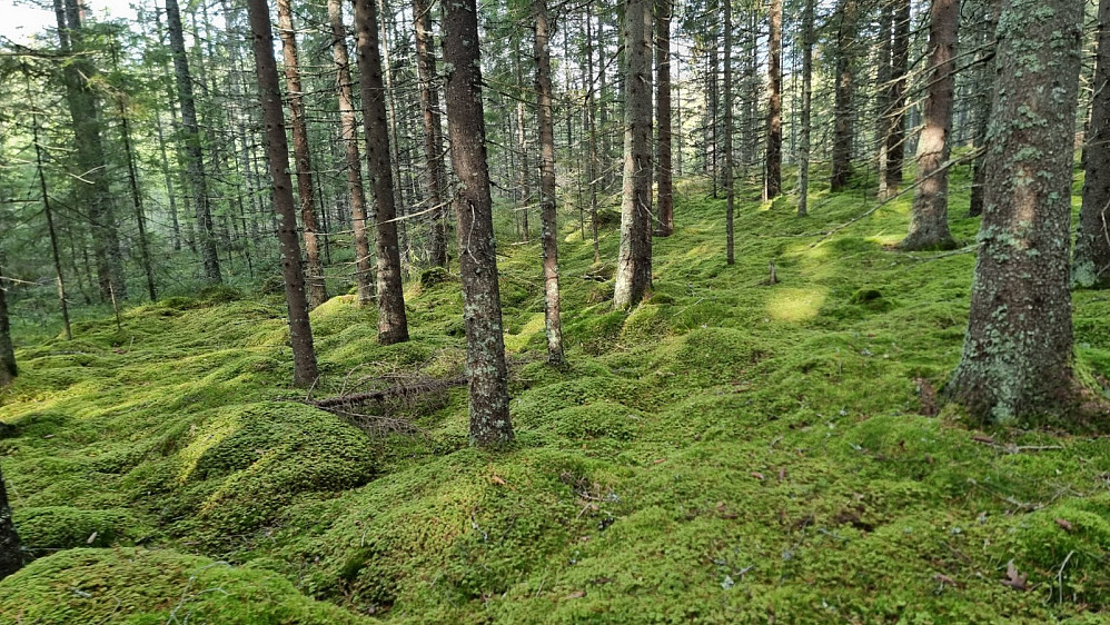Grønt og lett å gå her