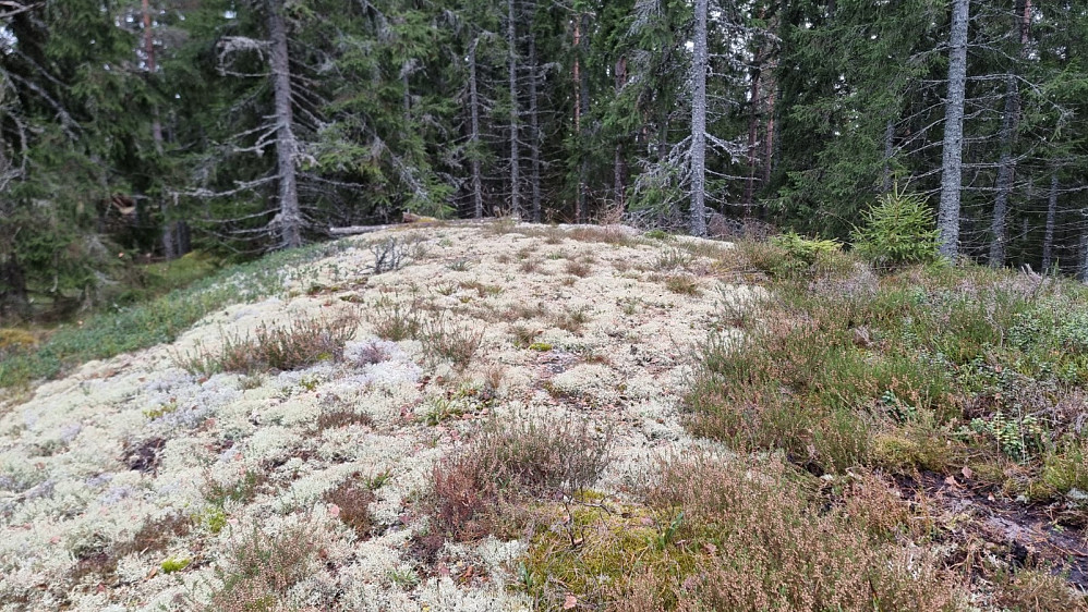 Høyeste punkt på Storåsen
