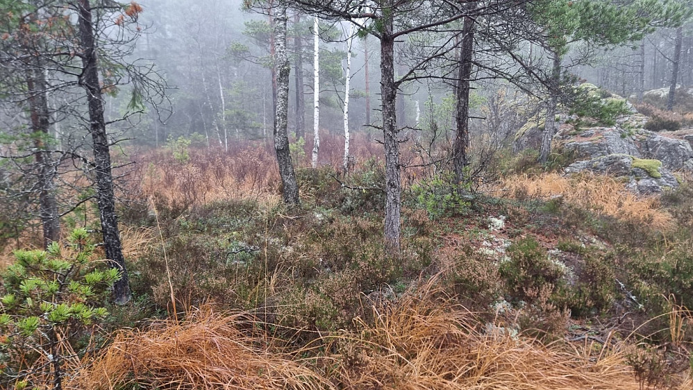 Tåka lå tjukk og det regnet lett når jeg satte av gårde
