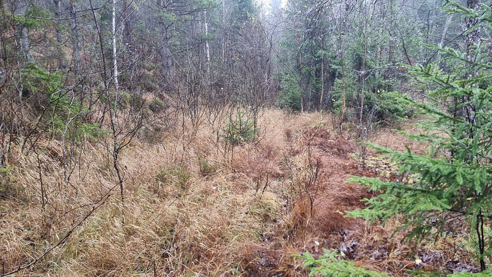 Mye dyretråkk i skogen her, men ingen sti