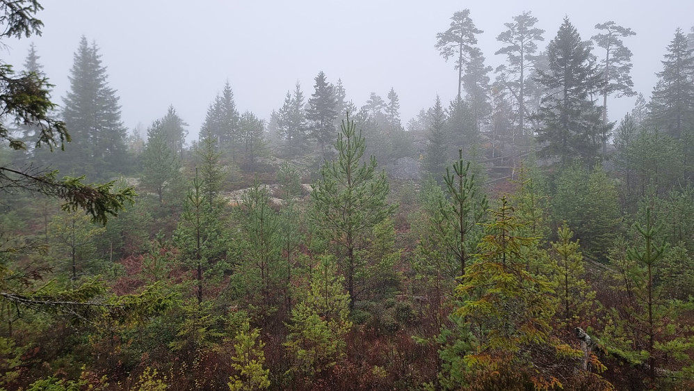 På returen gikk jeg oppom en liten topp på norsk side