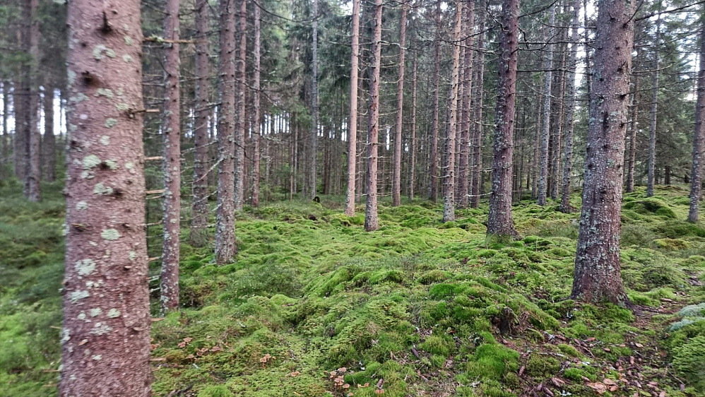 Veldig grønt i skogen her, og masse spor etter elg