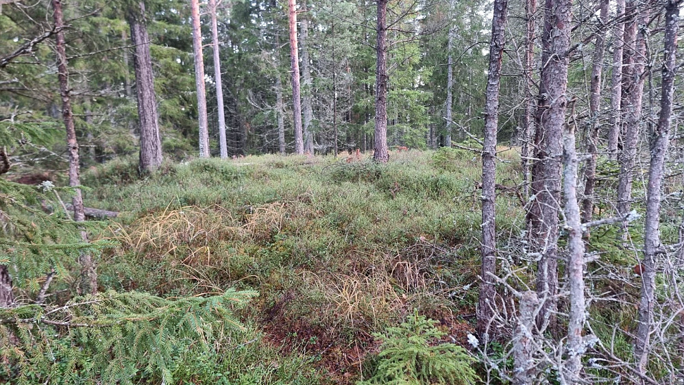 Toppen på Bufarhaugen som er registrert med samme høyde som Geiteryggen