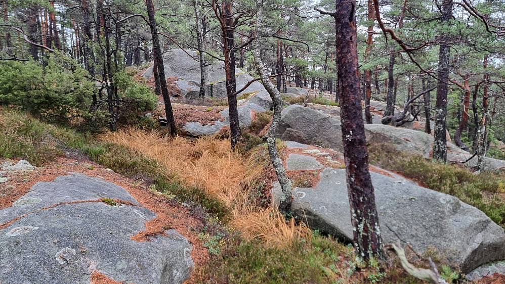 Fin gulfarge i gresset