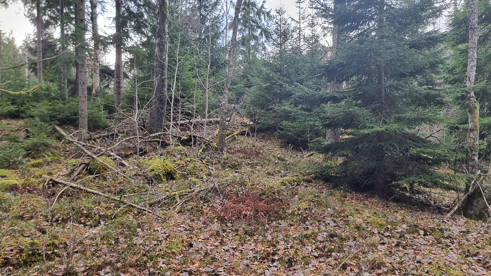Det var tett skog og kratt et stykke før jeg kom frem til litt lettere terreng