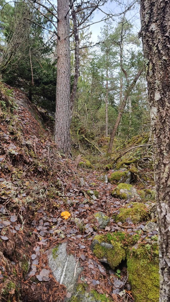Bratt terreng og tett skog gjorde det litt utfordrende å ta seg opp
