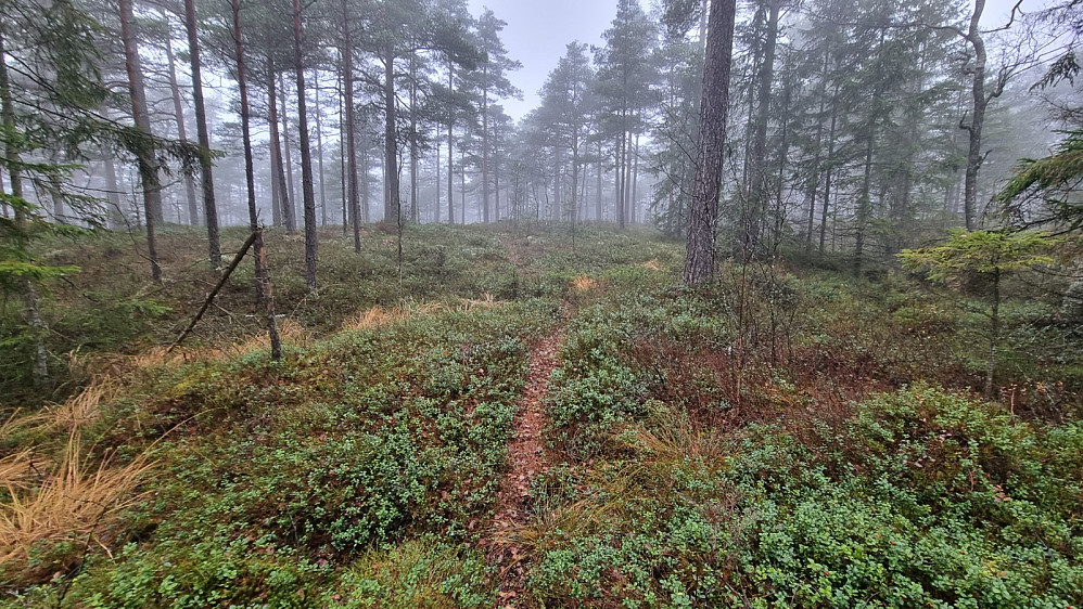 Mot toppen fant jeg imidlertid en sti