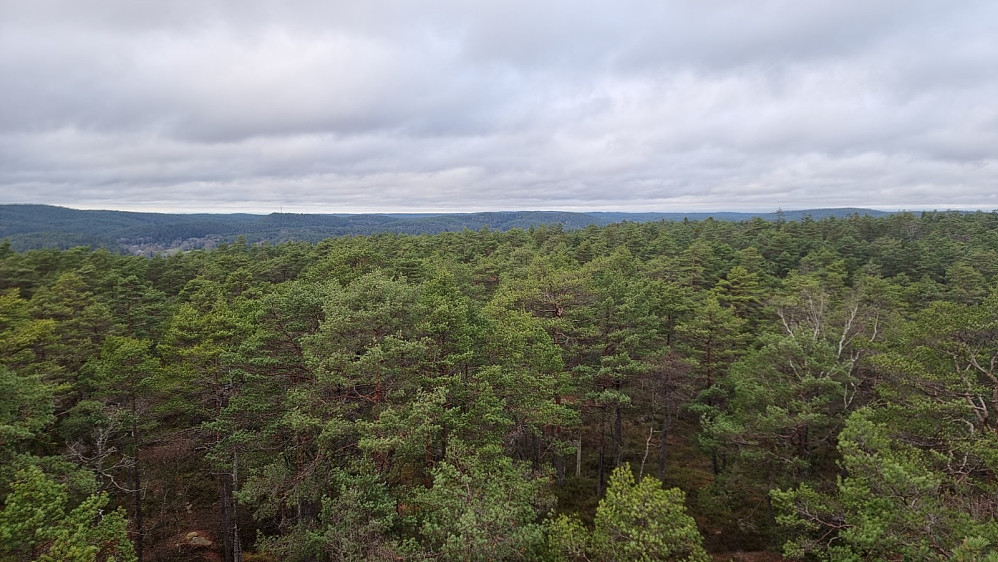 Skog, skog og skog