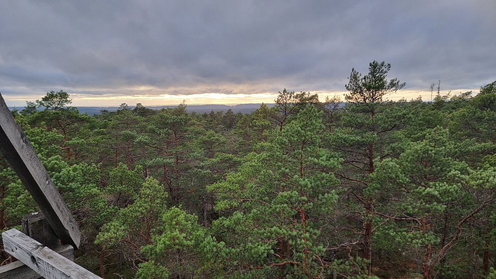 Skog i alle retninger