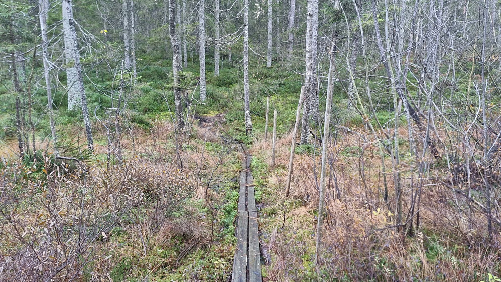 En del våte partier i skogen