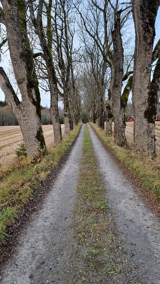 Flott allë opp mot garden