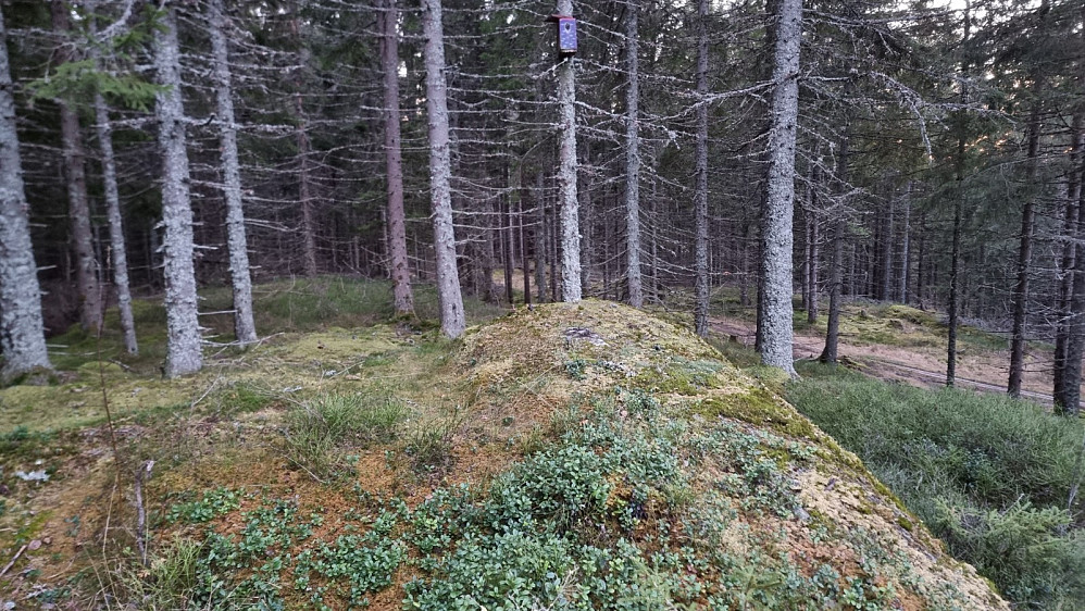 Høyeste punkt på Hasselåsen