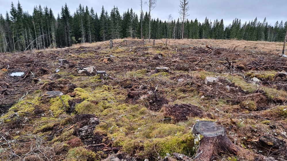 Brutalt med skogsdrift....